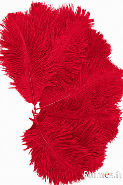 Struisvogel  - 13-18 cm - donkerrood